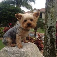 Here's the safety information you need to know. Yorkie Ears Yorkshire Terrier Information Center