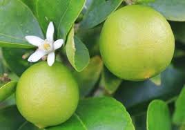 In 2016 fools garden celebrated their 25th anniversary. Sweet Lemon Plant à¤® à¤¸à¤® à¤• à¤ª à¤§ à¤¸ à¤µ à¤Ÿ à¤² à¤®à¤¨ à¤ª à¤² à¤Ÿ In Ram Puram Kanpur Global Green Private Limited Id 12607517562