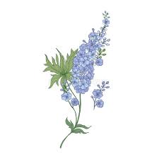 Delphinium Or Larkspur Purple Blooming Flowers Isolated On White Background Elegant Detailed Botanical Drawing Of Wild Stock Vector Illustration Of Delphinium Isolated 116084771 Click here for a full narrated version plus lots more: delphinium or larkspur purple blooming