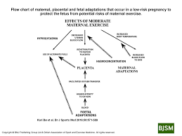 flow chart of maternal placental and fetal adaptations that