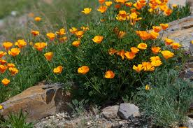 California Poppy Plant Care Growing Guide