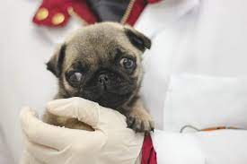 Filhote De Pug Zona Leste Sp The Dog Pet Center