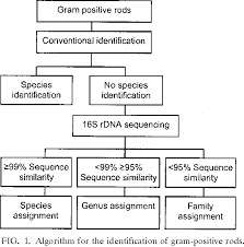 pdf and m 18 month evaluation rods in the clinical