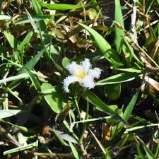 Image result for Nymphoides senegalensis
