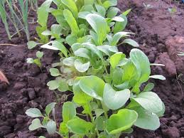 Manfaat rumput laut untuk kesehatan. Arugula Salad Fitur Penanaman Dan Perawatan Penanaman Dan Perawatan Yang Tepat Untuk Arugula Di Lapangan Terbuka Cara Menanam Arugula Di Kebun