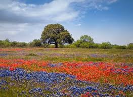 Wild flowers filling fields in hill country texas. 15 Incredible Texas Wildflowers You Should Know
