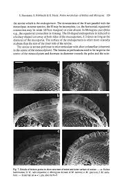 Image result for Mitragyna rubrostipulata