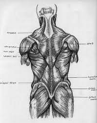 Shoulder & chest muscles, upper & lower back muscles and leg quads and hamstring muscles. Back Muscles Chart By Badfish81 On Deviantart