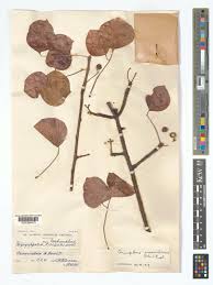 Image result for Commiphora mossambicensis