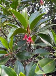 Image result for Bruguiera