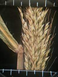 Image result for Setaria sulcata