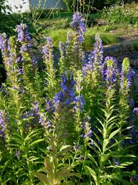Image result for Lobelia pteropoda