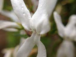 Image result for Cyphia