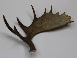The moose is a species of animal found in red dead redemption 2. Moose Horn Gallery
