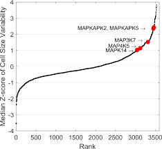 Different kinds of animals have different numbers because plant cells have cell walls, they are often similar sizes and shapes. Figures And Data In Size Uniformity Of Animal Cells Is Actively Maintained By A P38 Mapk Dependent Regulation Of G1 Length Elife