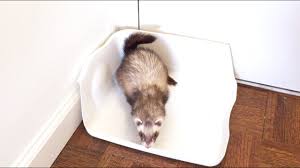 Keep the litter box clean, as a ferret is unlikely to use a dirty litter box. Diy Litter Box That Your Ferret Will Love Using Youtube