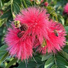 Image result for Calliandra
