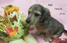 Proper miniature shorthair dachshund pups mum and dad here with the pups 1 chocolate and tan male left vet checked and vaccinated mum and dad in the photos ready to leave. Dapple Dachshund Puppy For Sale Pennsylvania