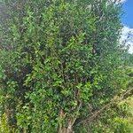 Image result for Strychnos henningsii