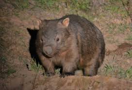 Image result for Common wombat
