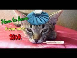 What are the signs of a sick cat? How To Know If Your Cat Is Sick Youtube