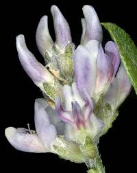 Image result for Landolphia lanceolata