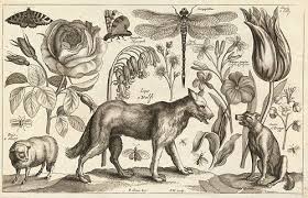 Wenzel Hollar 1607 1677 Wolf Art Print Wolf Wall Art Wolf Art
