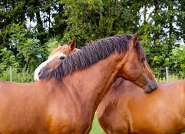 Hierarchie Et Relations Sociales Dans Les Groupes De Chevaux Fnch