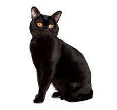 Black dragon leather is used in the crafting skill to make black d'hide armour. Bombay Cat Breed Information Purina