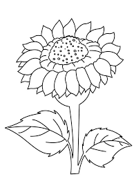 Download Malvorlagen Sonnenblume Clipart Common Sunflower