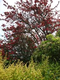 Shop with confidence on ebay! Ireland Outdoor Tree Anyone Have Any Idea What This Tree Is For About A Month During The Summer It Has Bright Red Blossoms And Looks Amazing Whatsthisplant