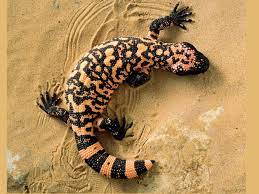 For thousands of years, groups of nomadic people used the caves of the gila river as temporary shelter. Gila Monster Facts