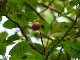 Image result for Flacourtia indica