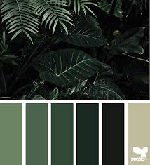 Color Jungle Color Dream Forest Color Jungle Images