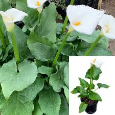 Image result for Zantedeschia aethiopica