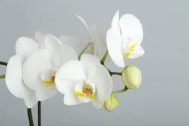 Maybe you would like to learn more about one of these? How Long Do Orchids Bloom Smart Garden Guide