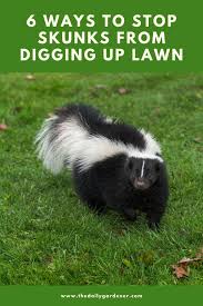 We show you the 5 best methods to make them stop and keep them away from your yard. 6 Ways To Stop Skunks From Digging Up Lawn