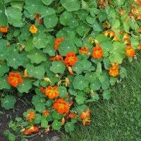 Image result for Tropaeolum majus