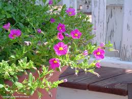 Image result for foto Million Bells