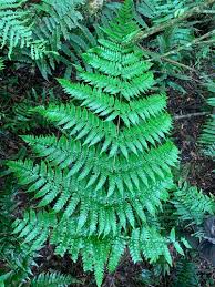 Image result for Megalastrum lanuginosum
