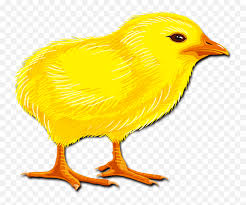 Melatih saraf motorik anak dengan mewarnai gambar ayam adalah hal yang sangat mengembirakan buat sang anak. Gambar Kartun Anak Ayam
