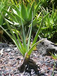 Image result for Aloe cooperi