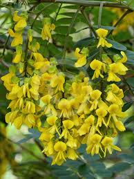 Image result for Calpurnia aurea