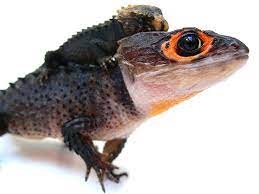 17 Crocodile Skink Ideas Crocodile Skink Red Eyed Crocodile Skink Cute Reptiles