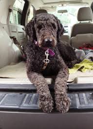 Pagesbusinesseslocal servicepet servicedog trainersmeraglia's teddy bear goldendoodles & schnoodles. Pin On Animal Rescue Organizations