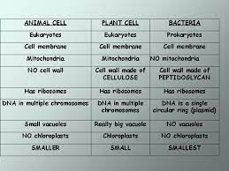 Check spelling or type a new query. Cell Structure And Function Plant Cell Animal Cell