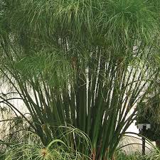 Image result for Cyperus fischerianus