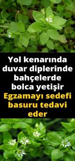 Aslinda Bu Sifali Otu Yakindan Taniyoruz Egzamayi Sedefi Acik Yaralari Iyilestiriyor Acik Aslinda Bu Egzamayi Iyilestiriyor O Sifali Otlar Otlar Bitki