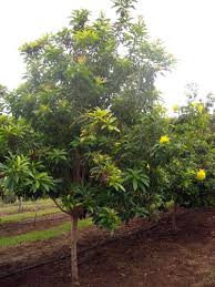 Tokek adalah jenis kadal unik yang terkenal. 20 Pilihan Pokok Pokok Teduhan Berbunga