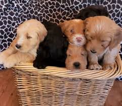 Check spelling or type a new query. Labradoodle Breeder Near Sacramento Labradoodle Puppies For Adoption Starlite Ranch Cool California Doodles